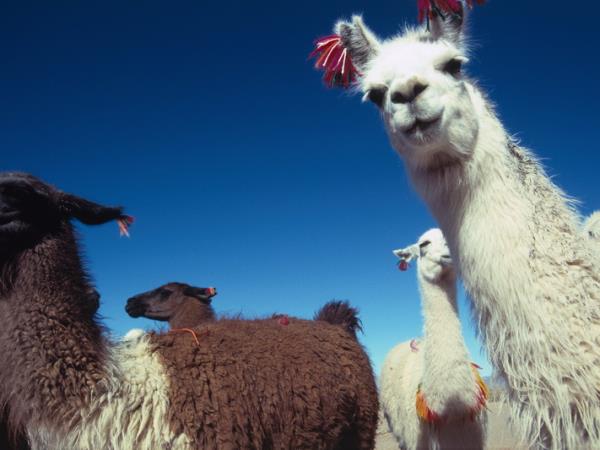 Argentina and Chile vacation