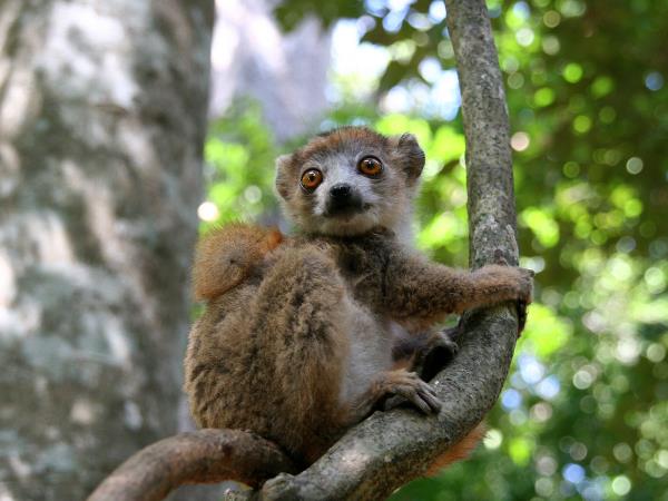 Madagascar in depth, small group tour