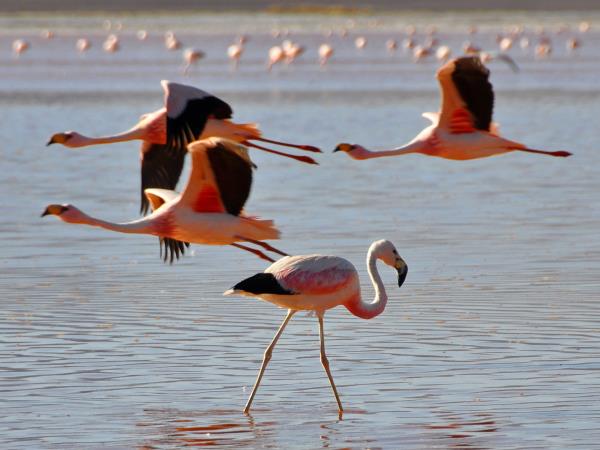 Bolivia small group tour, Lowlands to The Andes