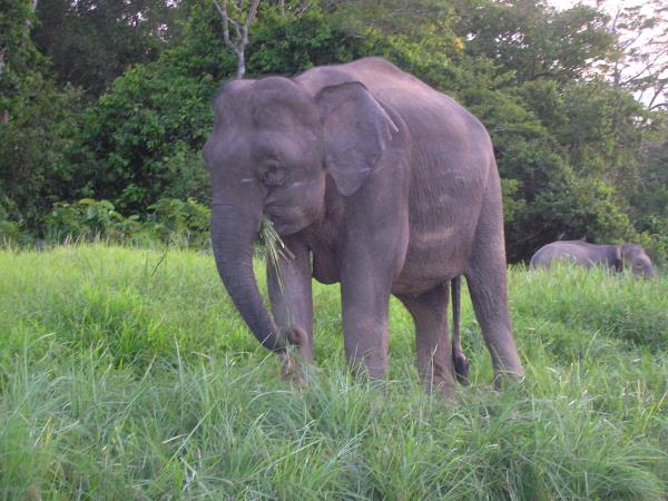 Borneo vacation, culture and wildlife