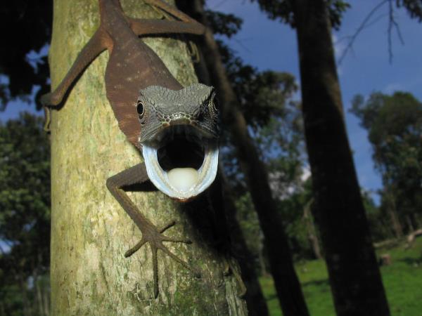 Borneo vacation, culture and wildlife