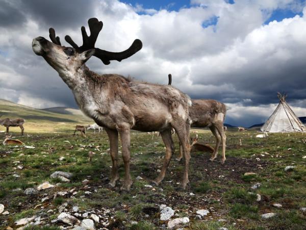 Highlights of Mongolia, small group tour