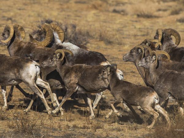 Highlights of Mongolia, small group tour
