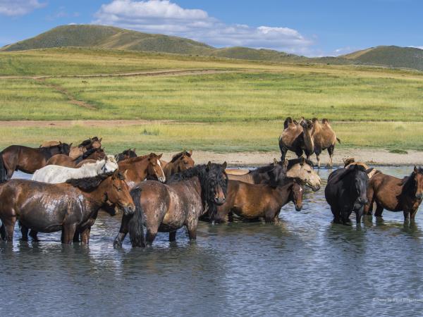 Highlights of Mongolia, small group tour