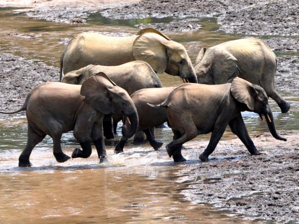 Central African Republic wildlife vacation