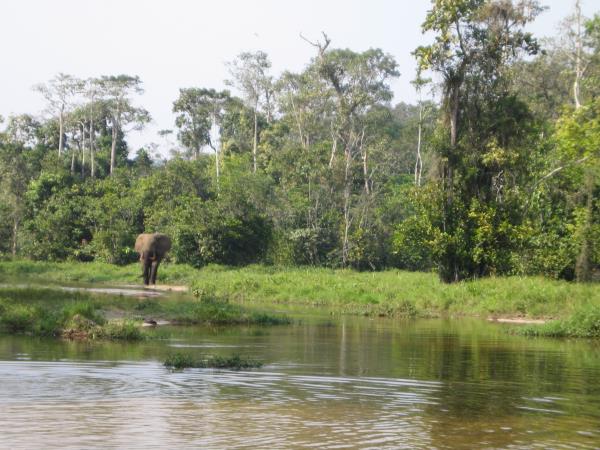 Central African Republic wildlife vacation