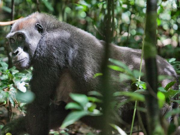 Central African Republic wildlife vacation