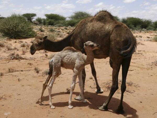 Somaliland cultural tour in Somalia