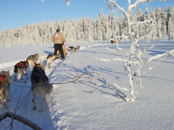 Winter vacation in Finnish Lapland, tailor made