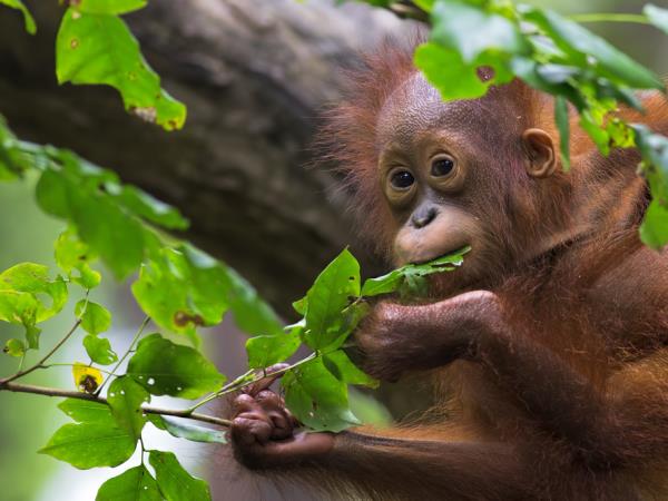 Sarawak and Sabah vacation, tailor made
