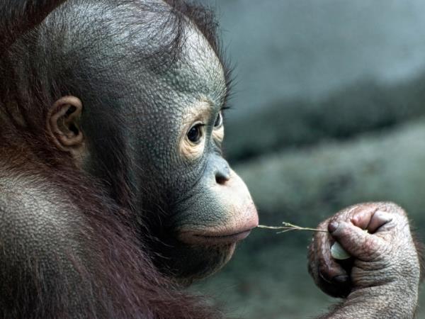 Sarawak and Sabah vacation, tailor made