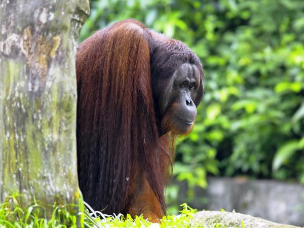 Sarawak and Sabah vacation, tailor made