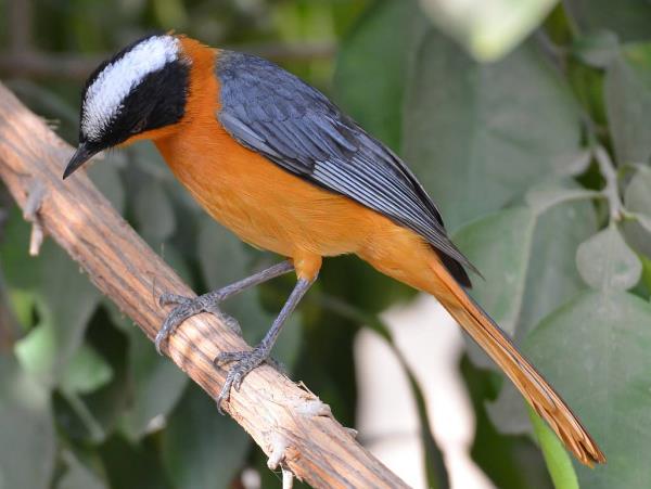 Gambia bird watching tours