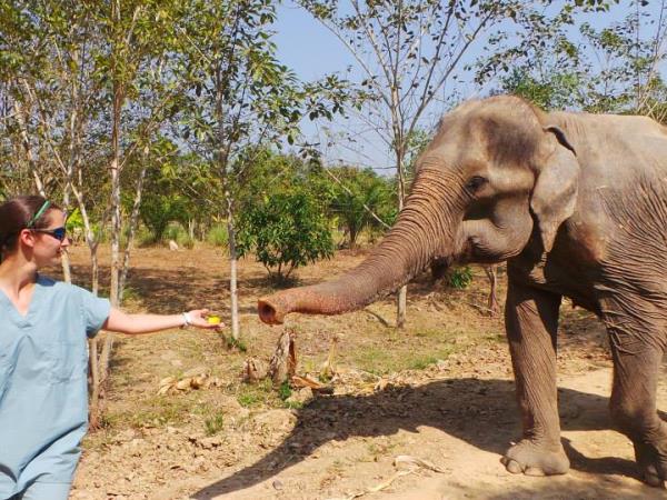 Elephant conservation vacation, Thailand