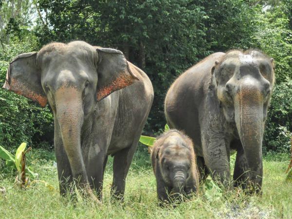 Elephant conservation vacation, Thailand