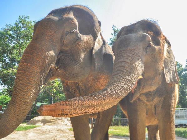 Elephant conservation vacation, Thailand