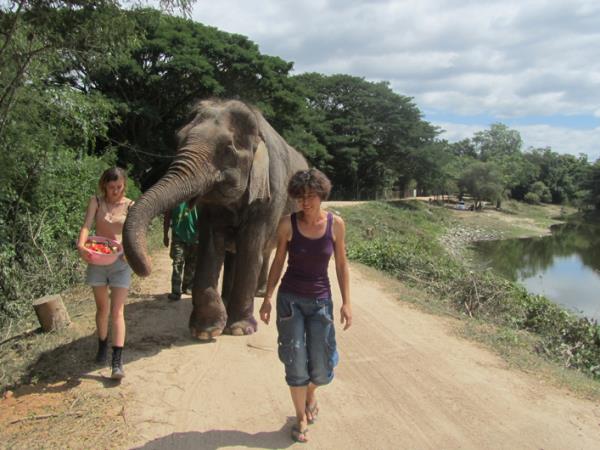 Elephant conservation vacation, Thailand