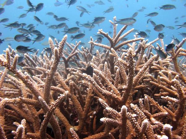 Marine conservation vacation in Thailand