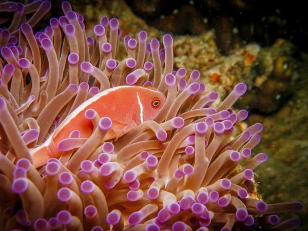 Marine conservation vacation in Thailand