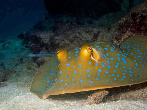 Marine conservation vacation in Thailand