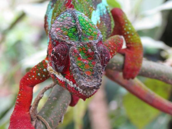 North Madagascar adventure and wildlife vacation