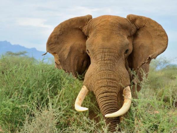 Kenya vacation, culture and wildlife