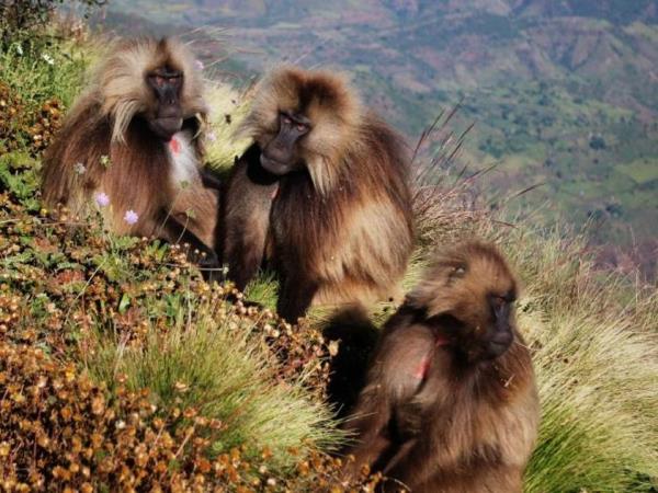 Ethiopia cultural vacations