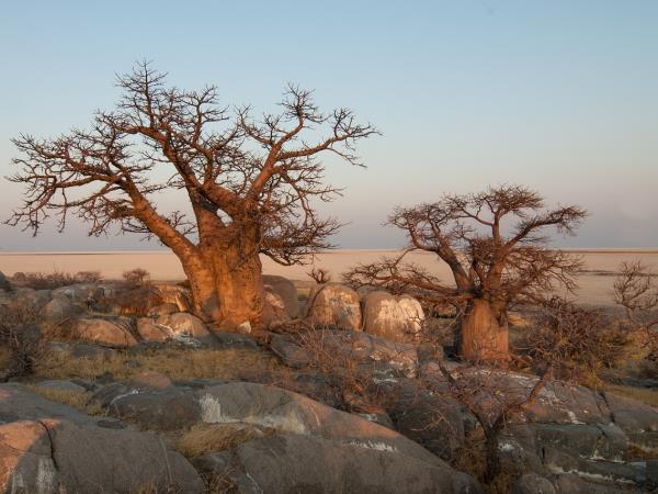 Botswana vacation, tailor made