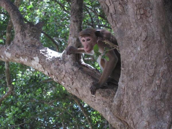Sri Lanka vacation, northern discovery