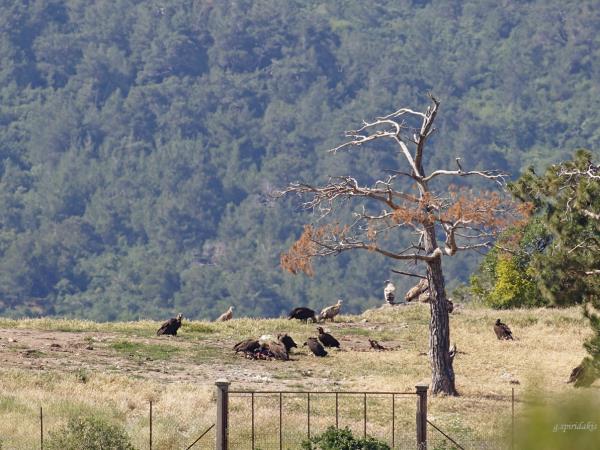 Birdwatching vacation in Greece