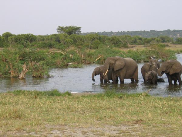 Uganda tailor made tour