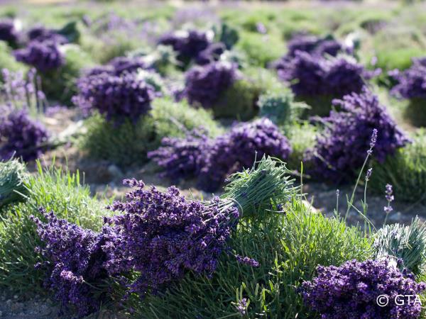 Upper Provence walking vacation in France