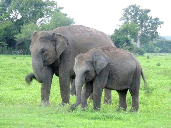Elephant conservation vacation in Sri Lanka