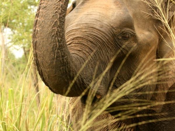 Elephant conservation vacation in Sri Lanka