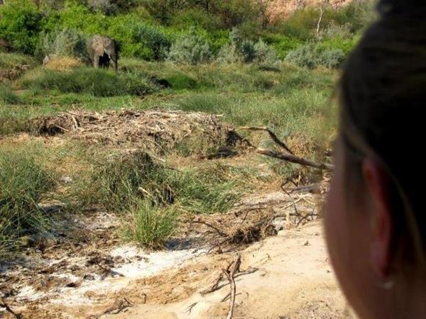 Elephant conservation holiday for families, Namibia