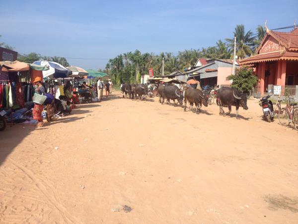 Cambodia family biking vacation