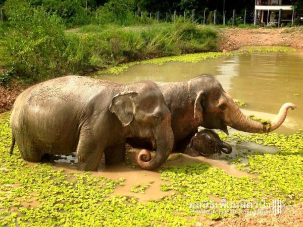 Elephant refuge volunteering in Thailand
