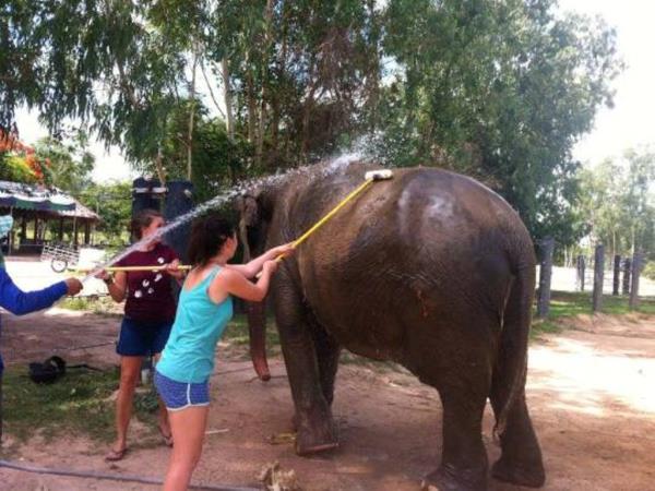 Family elephant refuge volunteering in Thailand