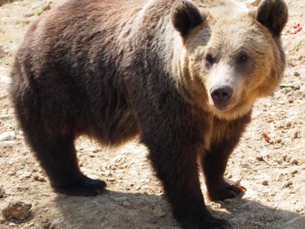 Family volunteering with bears in Romania