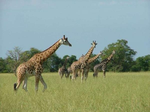 Uganda tailor made vacation