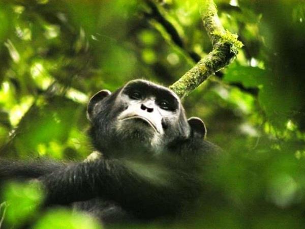 Uganda tailor made vacation
