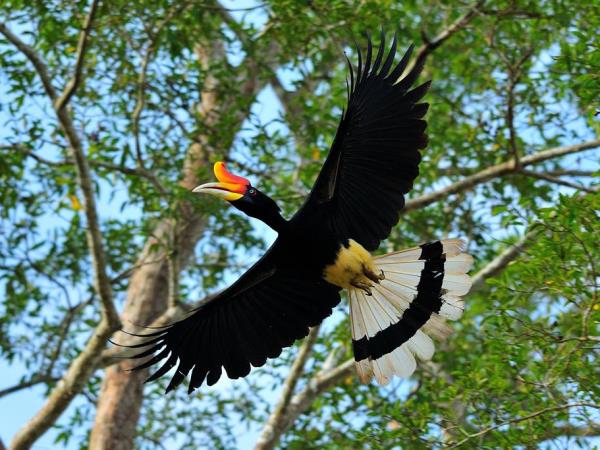 Family volunteering in Borneo