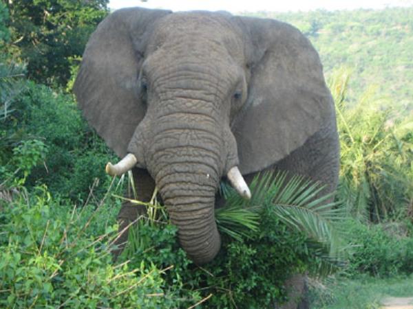 Kwa-Zulu Natal tailor made tour, South Africa