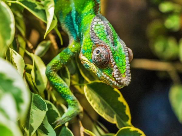 Madagascar diving & nature vacation, Nosy Be