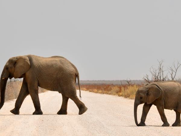 Namibia vacation, safari & desert discovery