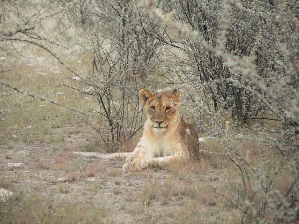 Namibia vacation, safari & desert discovery
