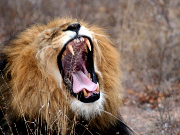 Kruger National Park Safari, South Africa