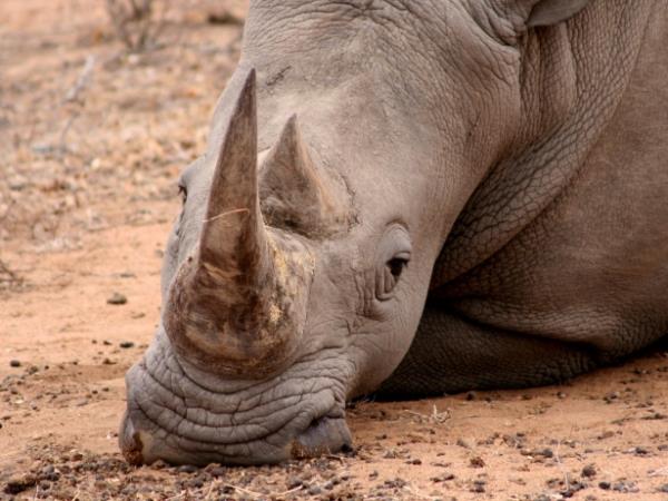 Kruger National Park Safari, South Africa