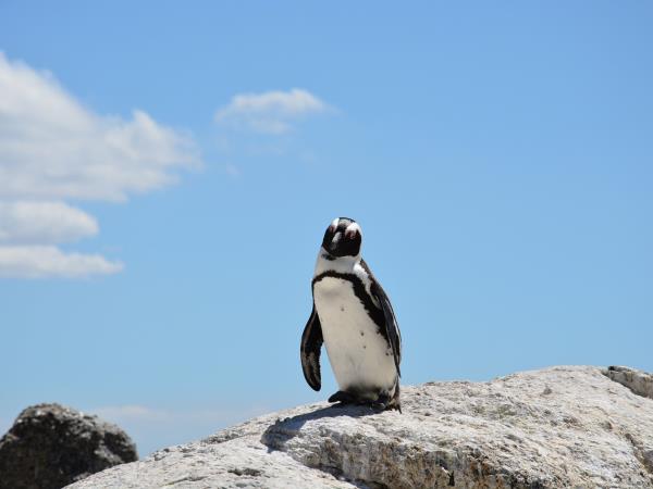 South Africa luxury vacation, 14 days