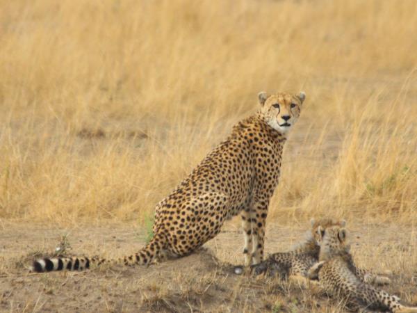 Kruger National Park Safari, South Africa